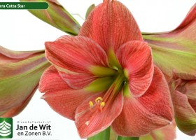 hippeastrum Terra Cotta Star (1)